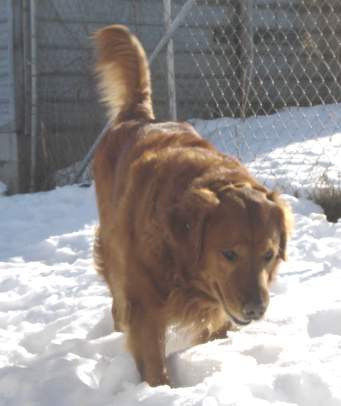 Simon; Golden Retriever