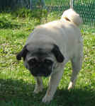 Pugs; Houston & Hannah