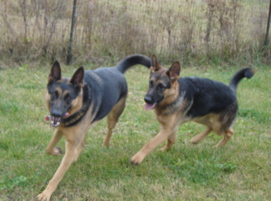 Kahlua (left) & King (ight)