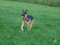 kahlua-germsn-shepehrd-aug-09-2.jpg (149660 bytes)