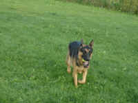 kahlua-germsn-shepehrd-aug-09-3.jpg (161221 bytes)