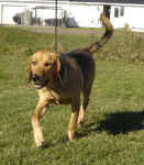 molly-coonhound-nov-09-1.jpg (27322 bytes)