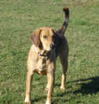 molly-coonhound-oct-09-1.jpg (37910 bytes)