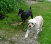 Buddy with new friend, Molly