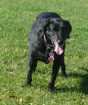 Pepper