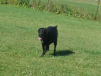 Pepper