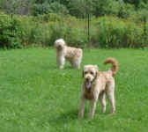 rex-shelby-golden-doodles-aug-09-1.jpg (123133 bytes)