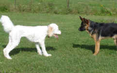 sugar-golden-doodle-oct-09-1.jpg (139318 bytes)