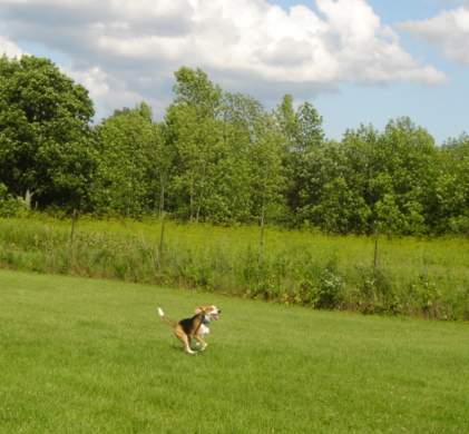 Beagle running in the fenced play area.