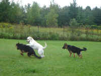 toby-yellow-lab-oct-09-2.jpg (157634 bytes)