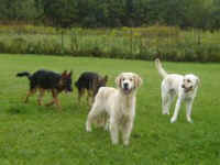 Toby, Rico, Winston and Katie?