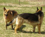 German Shepherds; Ula & Uran