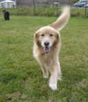 Willow with Newfoundland Ike in the background